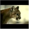 cougar, lynx bobcat  hunting