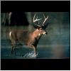 deer hunting