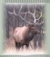 elk hunting