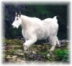 goat hunting