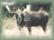 moose hunting