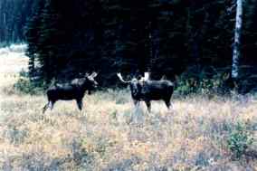 photo of moose