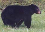 black bear hunt